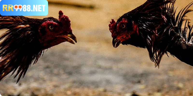 Cược Gà Online – Hướng Dẫn Chi Tiết Và Kinh Nghiệm Chuẩn