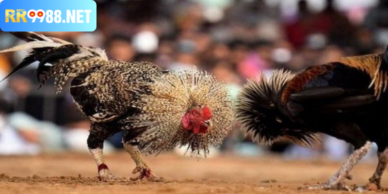 Giới thiệu về cược gà online