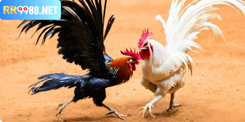 Luật chơi cược gà trực tuyến