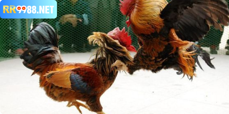 Gà Chọi Cựa Dao – Bí Quyết Nhận Biết Và Chọn Đỉnh Cao