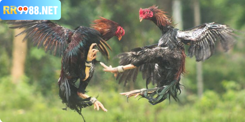 Tìm hiểu về gà chọi cựa dao