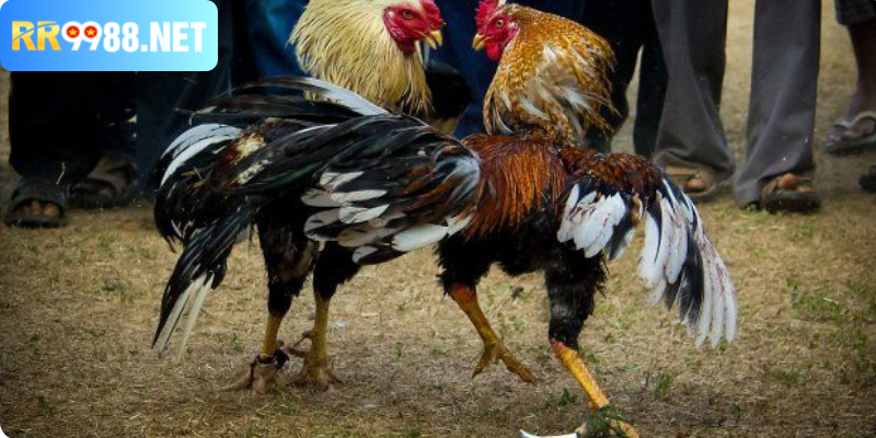 Giới thiệu về nền tảng đá gà RR99