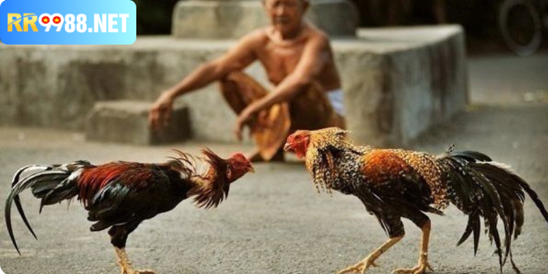 Trận đá gà cổ điển giữ nguyên nét xưa